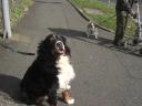 080328_bacchus_und_ein_anderer_hund.JPG