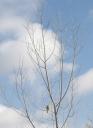 080328_vogelein.JPG