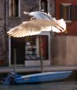 080921_venedig2-131.jpg