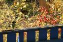 081027_garten_im_herbst.JPG