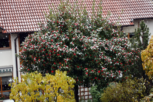 081029_snow_over_col_de_fox4.jpg