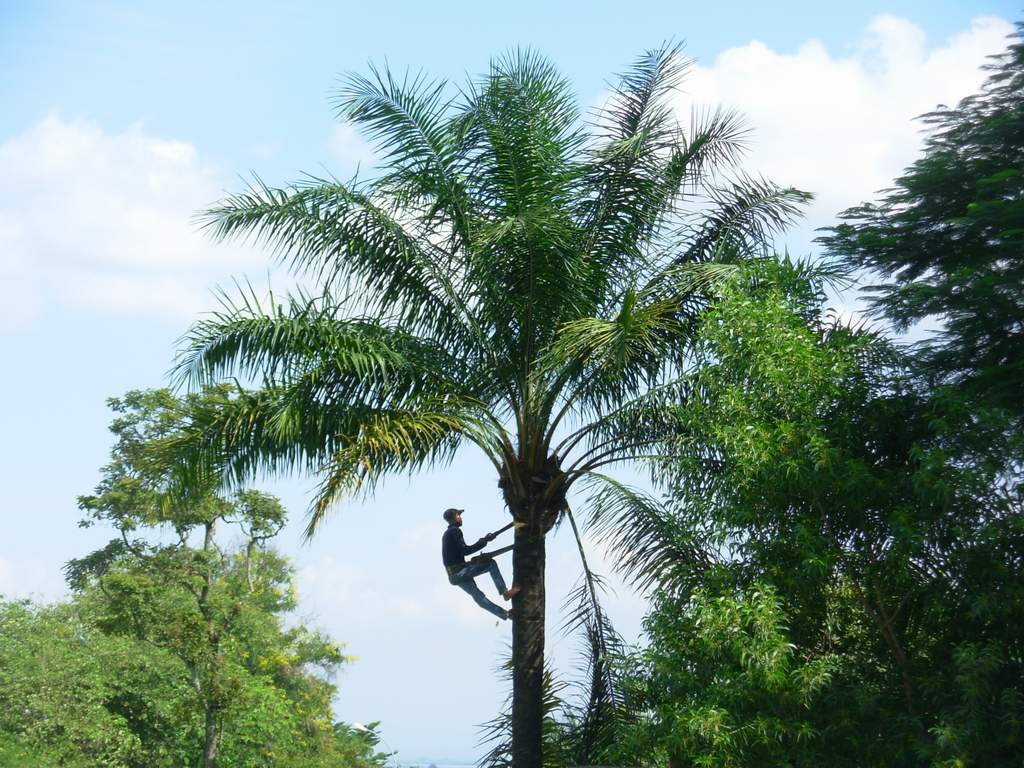 palme_1024_dscn3066.jpg