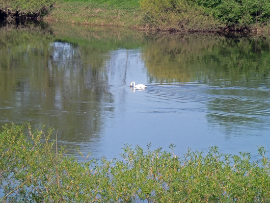 090427_schwan2.jpg