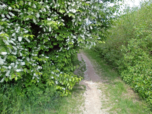 090427_trila_am_main.jpg