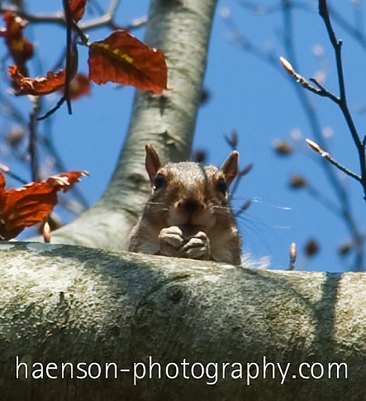 squirrel-2