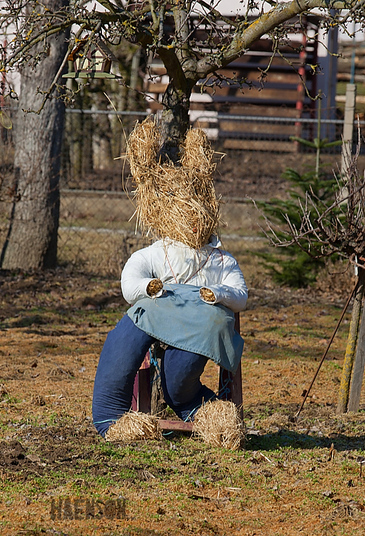 Osterhase-im-Garten-bei-Sulzfeld