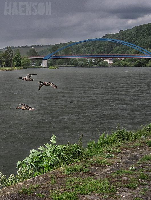 enten-am-main-bei-marktbreit
